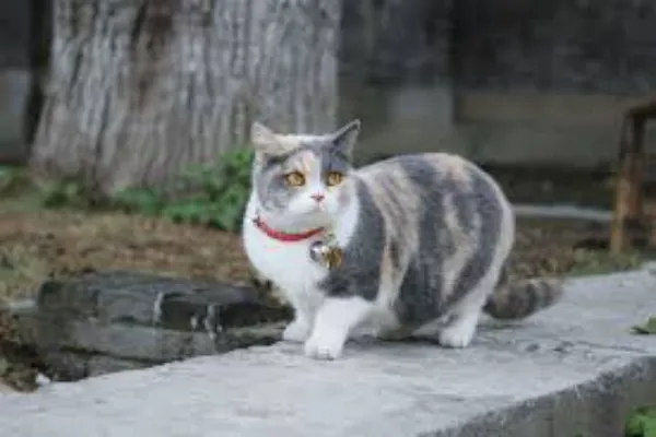 How to Train Your Cat to Wear a GPS Tracker Without Fuss