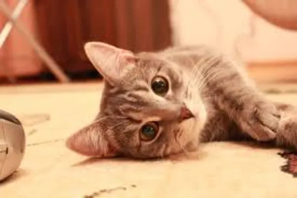 Understanding Kittens Ready for Immediate Pickup: What You Need to Know