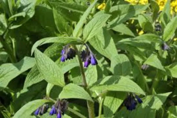 Comfrey Seeds Guide: Planting and Growth